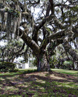 Old Oak Tree Standing by Virginia Bond