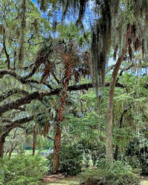 Two Palm Trees by Virginia Bond